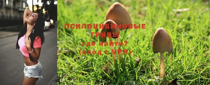 Галлюциногенные грибы Magic Shrooms  продажа наркотиков  Ладушкин 